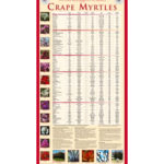 Crape Myrtle Trails Poster